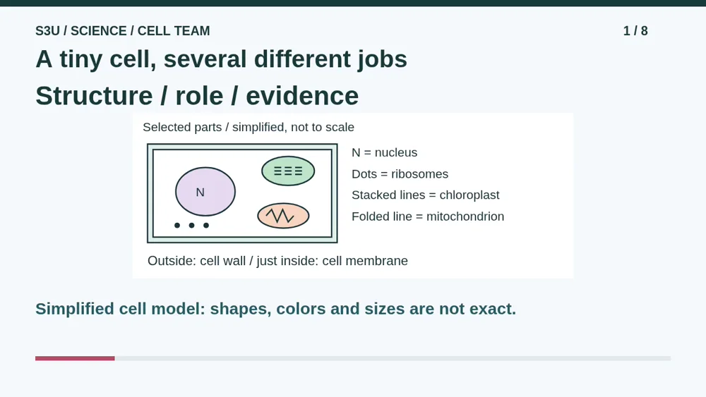 Video illustration: A tiny cell, several different jobs. The spoken explanation follows.