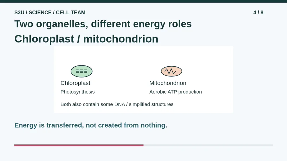 Video illustration: Two organelles, different energy roles. The spoken explanation follows.