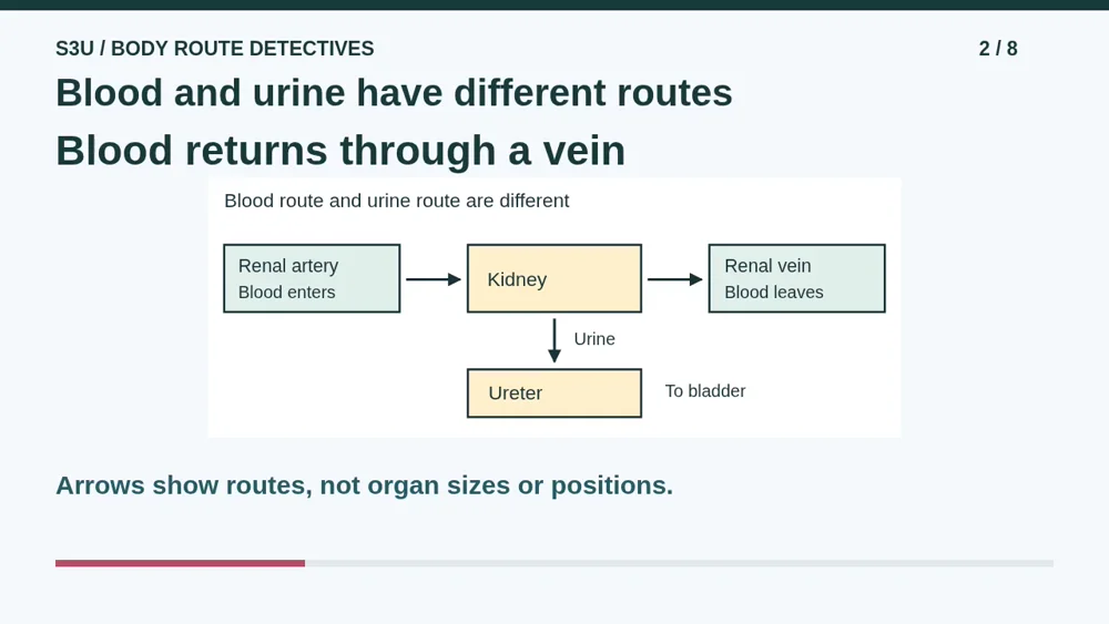 Video illustration: Blood and urine have different routes. The spoken explanation follows.