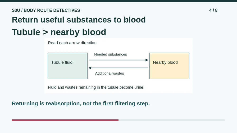 Video illustration: Return useful substances to blood. The spoken explanation follows.