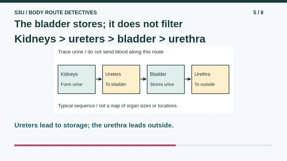 Video illustration: The bladder stores; it does not filter. The spoken explanation follows.