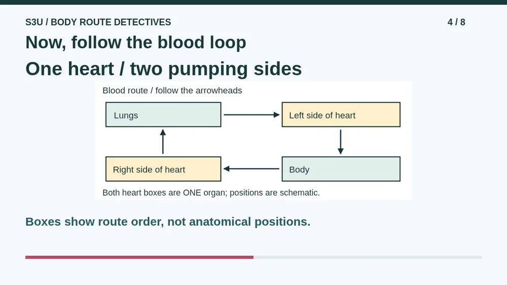 Video illustration: Now, follow the blood loop. The spoken explanation follows.