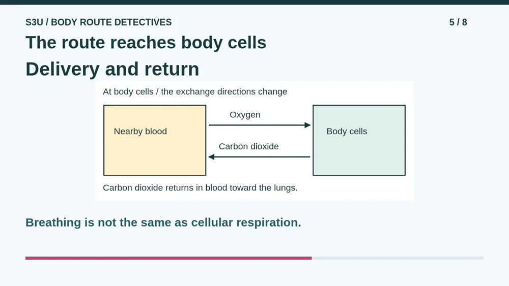 Video illustration: The route reaches body cells. The spoken explanation follows.