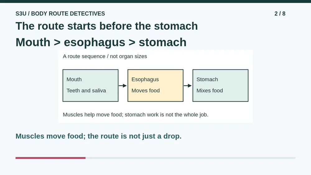 Video illustration: The route starts before the stomach. The spoken explanation follows.