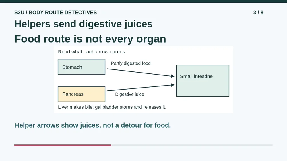 Video illustration: Helpers send digestive juices. The spoken explanation follows.