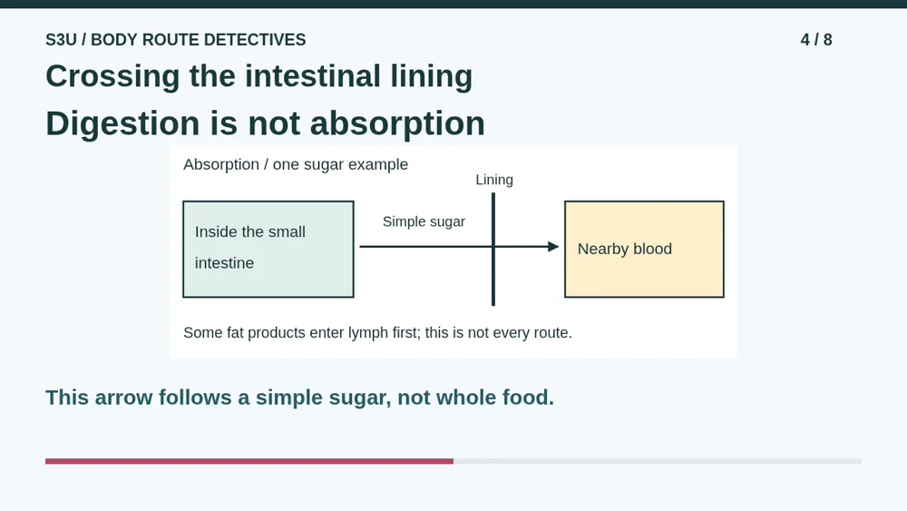 Video illustration: Crossing the intestinal lining. The spoken explanation follows.