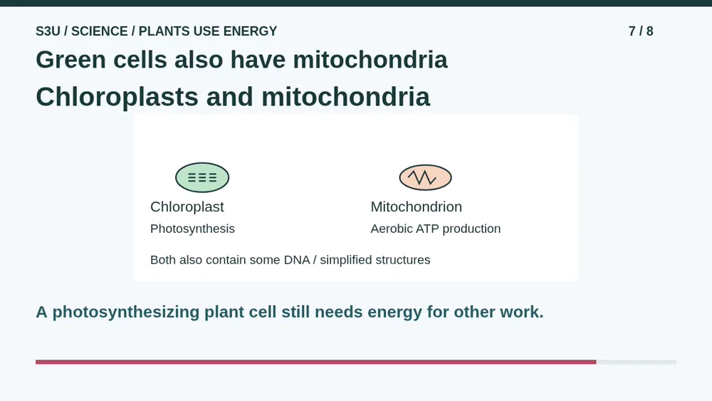 Video illustration: Green cells also have mitochondria. The spoken explanation follows.