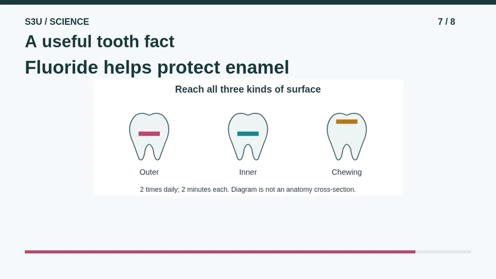 Video illustration: A useful tooth fact. The spoken explanation follows.